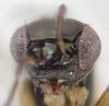 Ooctonus sp.